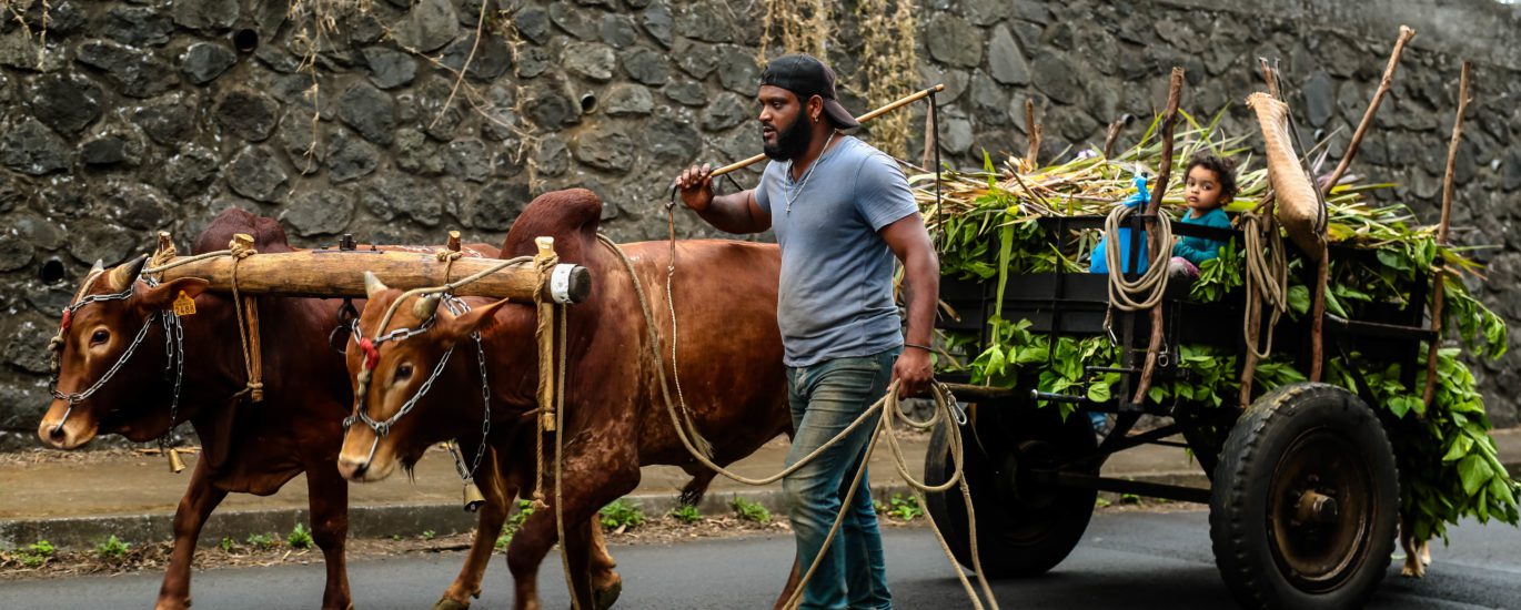 charette boeuf tradition route