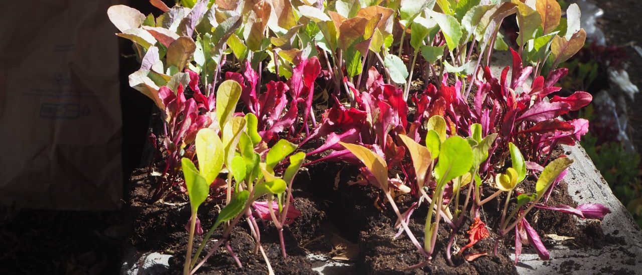 Plants de salades à donner - planter pour manger (photo JSG).