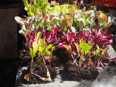 Plants de salades à donner - planter pour manger (photo JSG).