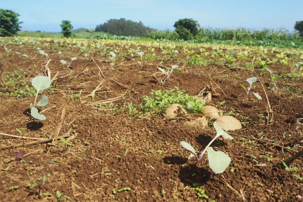 Champs agriculture Réunion
