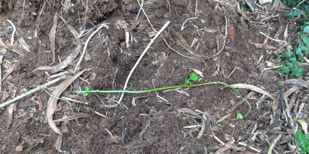 Le senecio est une plante invasive qui a été repérée dans un premier temps au Maïdo. (Photo JSG)