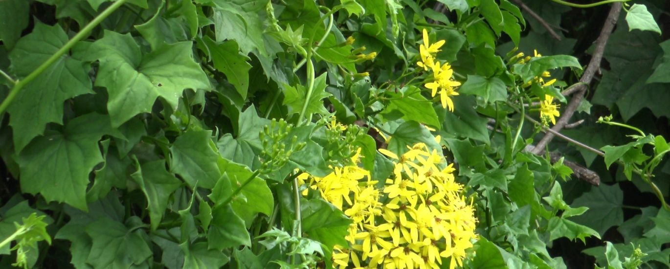 Le senecio est une plante invasive qui a été repérée dans un premier temps au Maïdo. (Photo JSG)