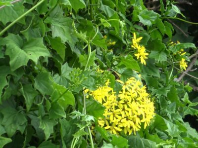 Le senecio est une plante invasive qui a été repérée dans un premier temps au Maïdo. (Photo JSG)