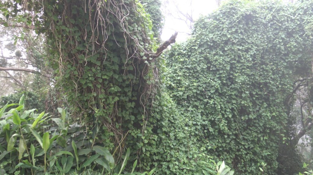 Le senecio est une plante invasive qui a été repérée dans un premier temps au Maïdo. (Photo JSG)