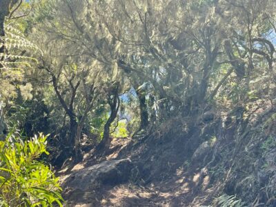 Randonnée forêt hauts Makes Cilaos ilet a cordes