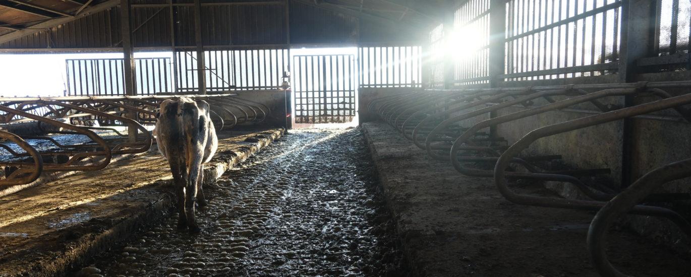 Les vaches laitières de la Réunion produisent entre 16 et 18 millions de litres de lait par ans. (Photo Philippe Nanpon)