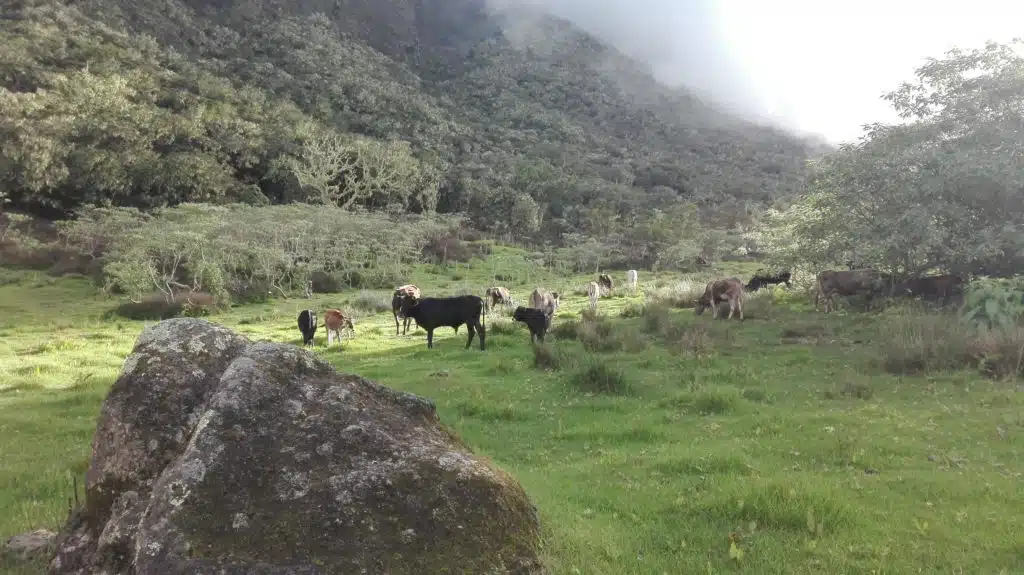 Vaches du plateau Kerval à Mafate