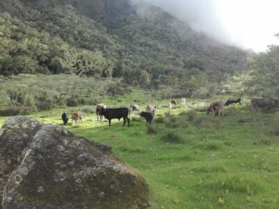 Vaches du plateau Kerval à Mafate