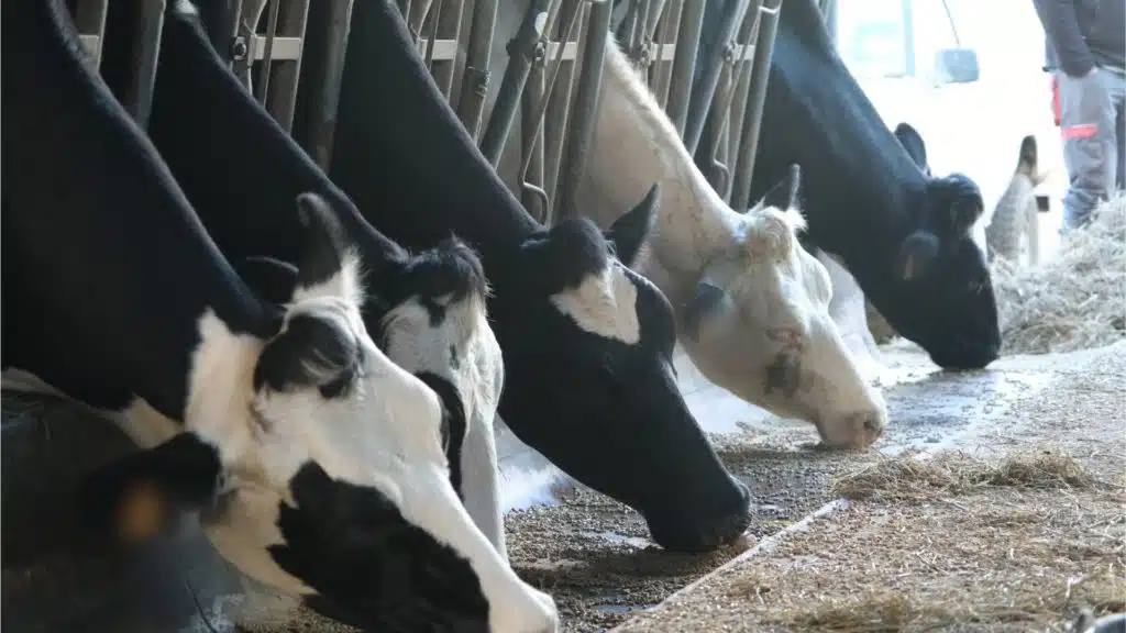 Vaches Sica Lait élevage laitier