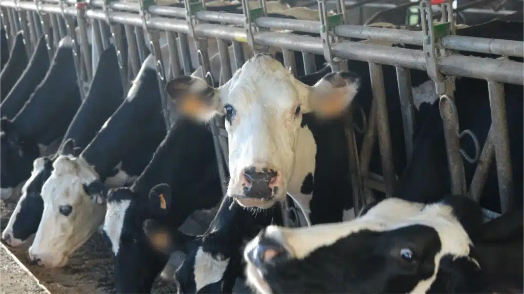 Vaches Sica Lait élevage laitier