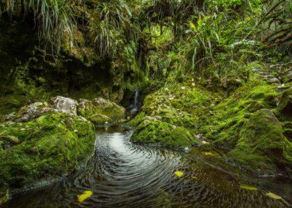 écologie nature