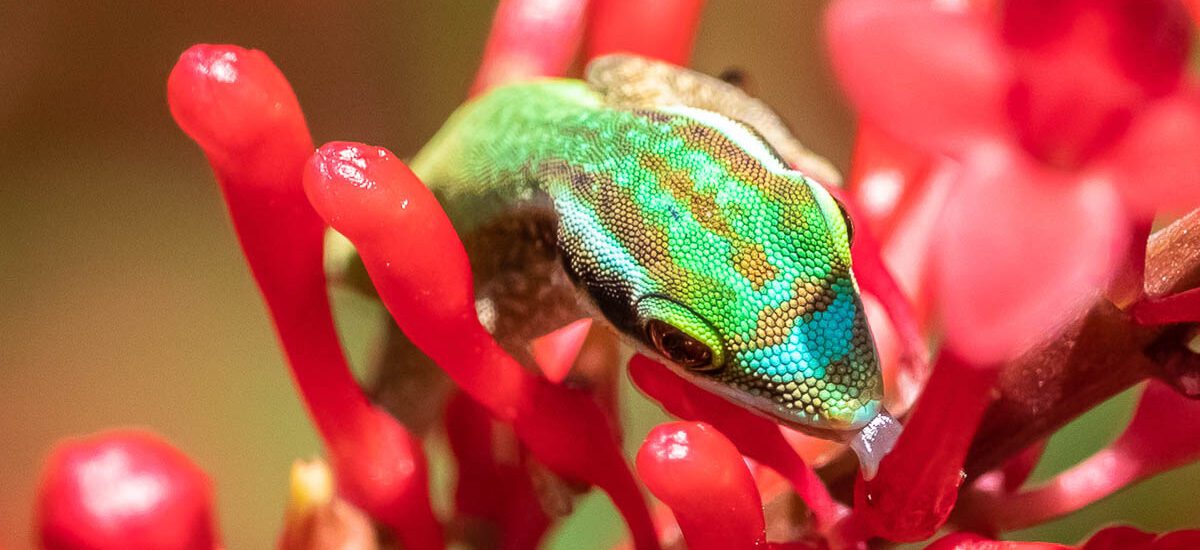 lézards verts de Manapany Phelsuma inexpectata