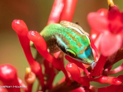 lézards verts de Manapany Phelsuma inexpectata