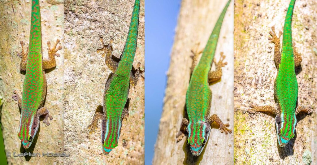 lézards verts de Manapany Phelsuma inexpectata