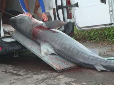 requin tigre pêche