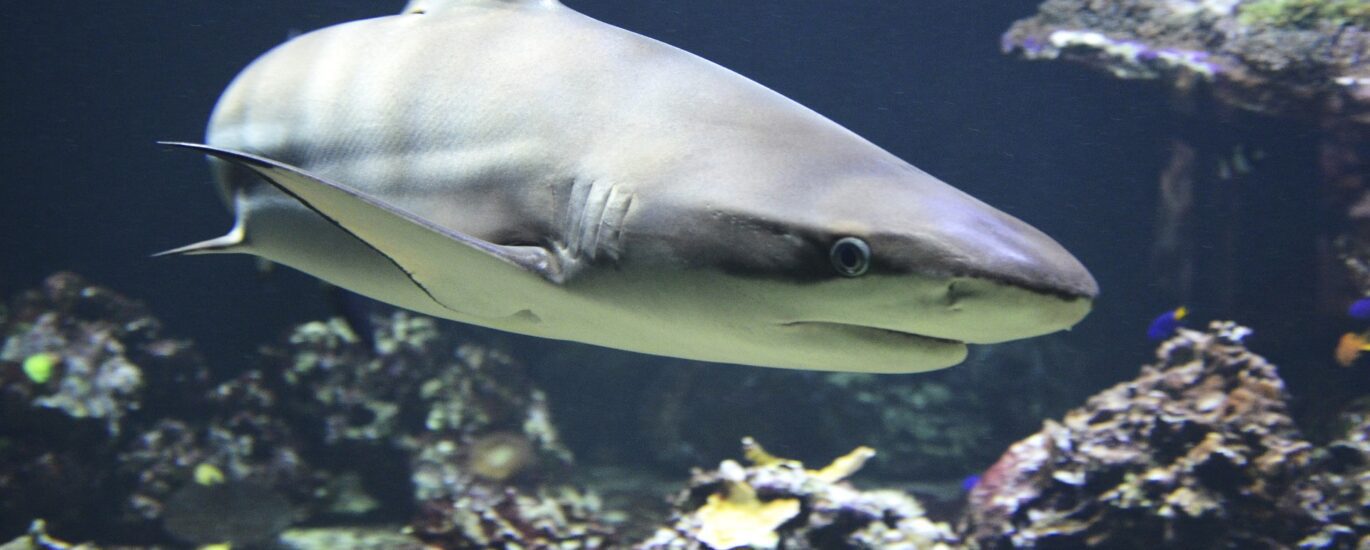 requin pointe noire