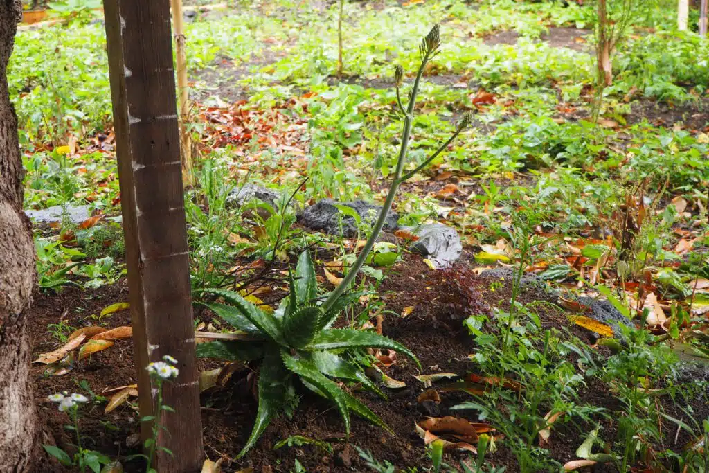 Le Jardin d'Abord en janvier 2021, fréquenté par des militants ou des proches du rond-point des Zazalé.