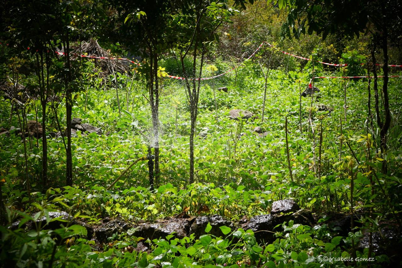 En face de l'entrée de M. Hoareau, l'eau coule en abondance. (Photo Ysabelle Gomez)