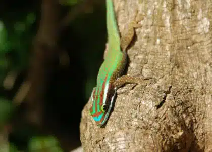 Gecko vert de Manapany