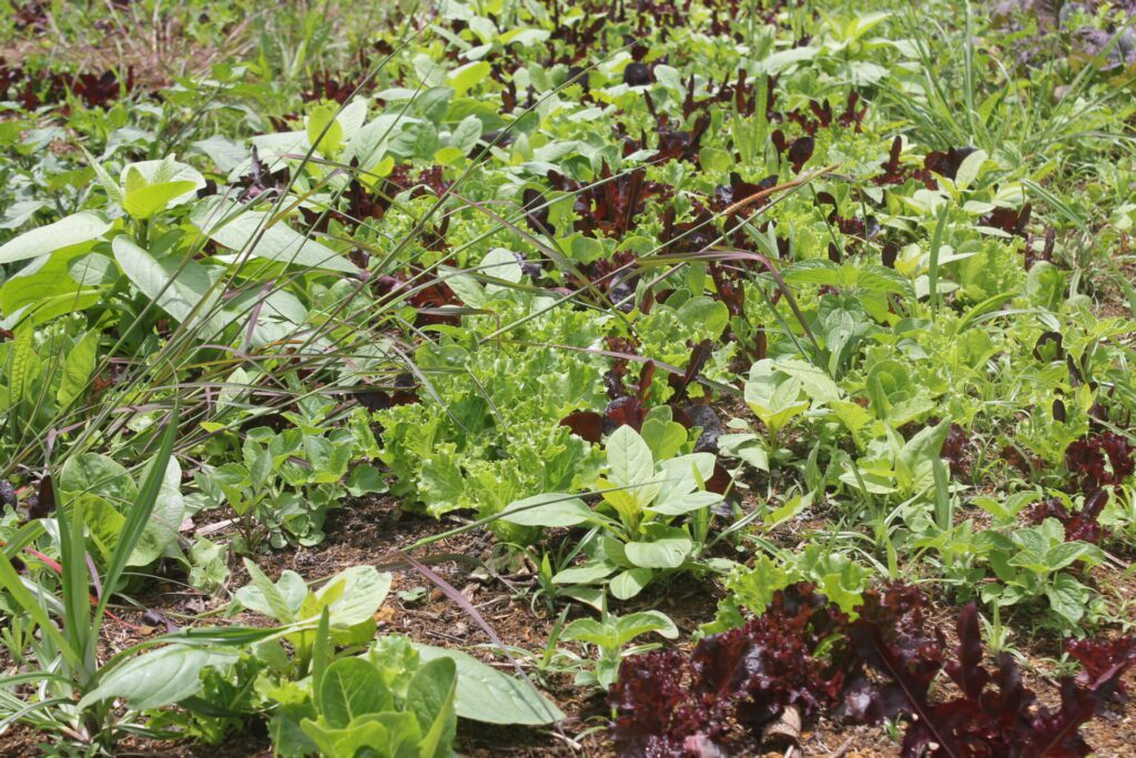 Ferme forêt des Makes, le 14 février 2023.