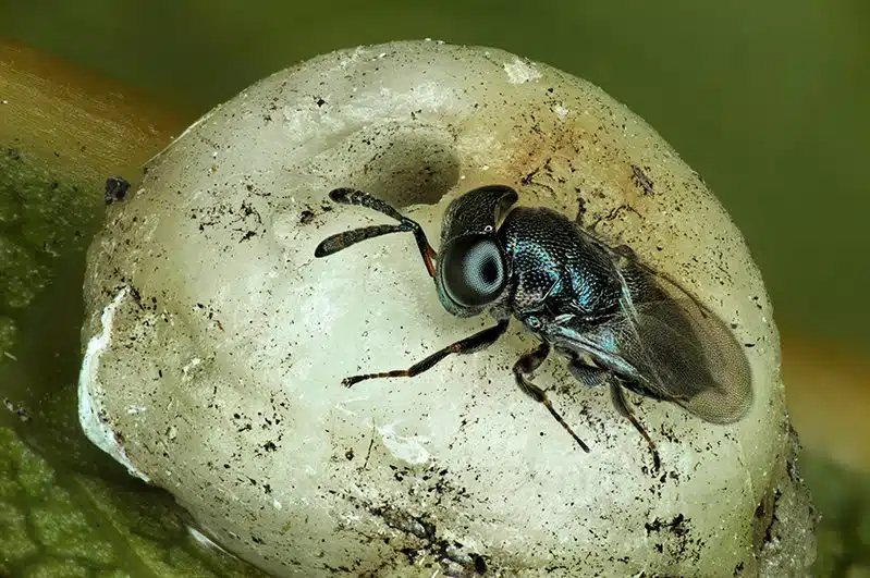 amis de nos jardins microguêpe Pteromalidae sp-sur Ceroplaste sp-sur manguier-(Antoine-FRANCK-Cirad)