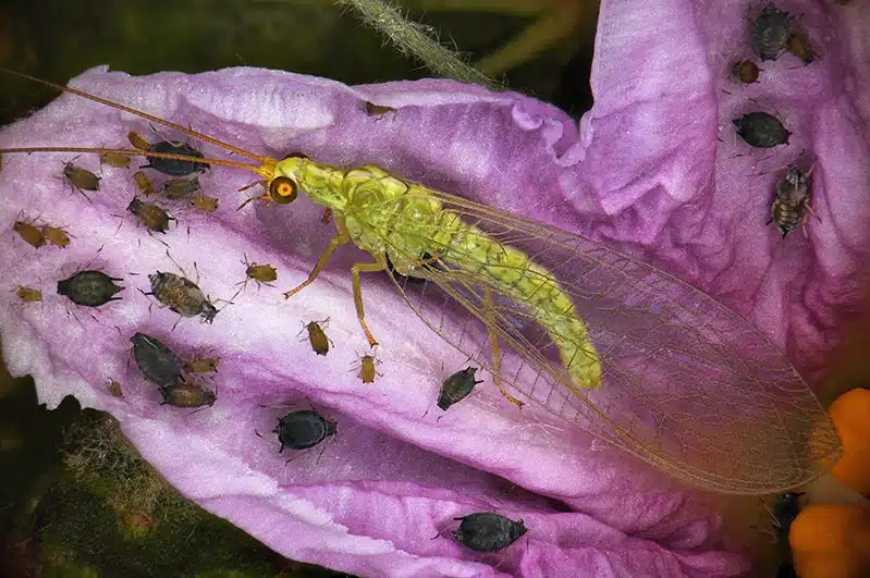 Adulte de chrysope . (Antoine-FRANCK-Cirad)