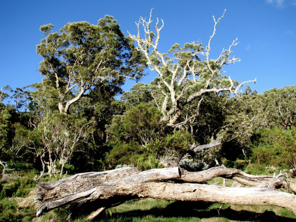 La forêt de tamarins…