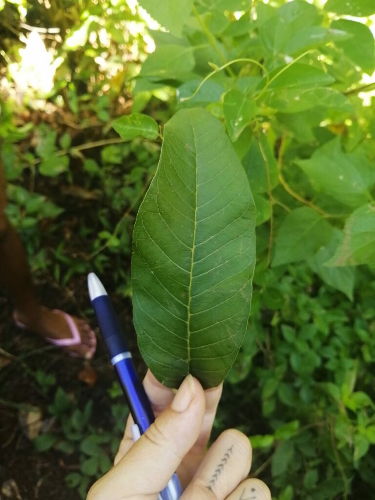 La feuille de goyave dans les forêts de Nosy Komba à Madagascar