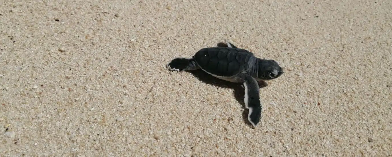 Les bébés tortues à Nosy Iranja à Madagascar (mai 2023).