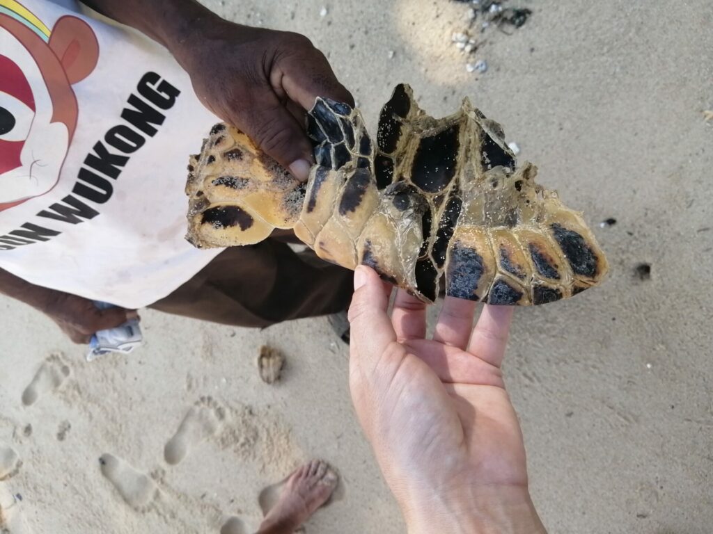 Les bébés tortues à Nosy Iranja à Madagascar (mai 2023).