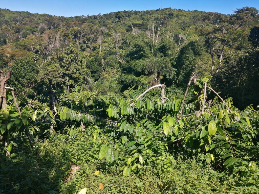 L'ylang-ylang dans les forêts de Nosy Komba à Madagascar