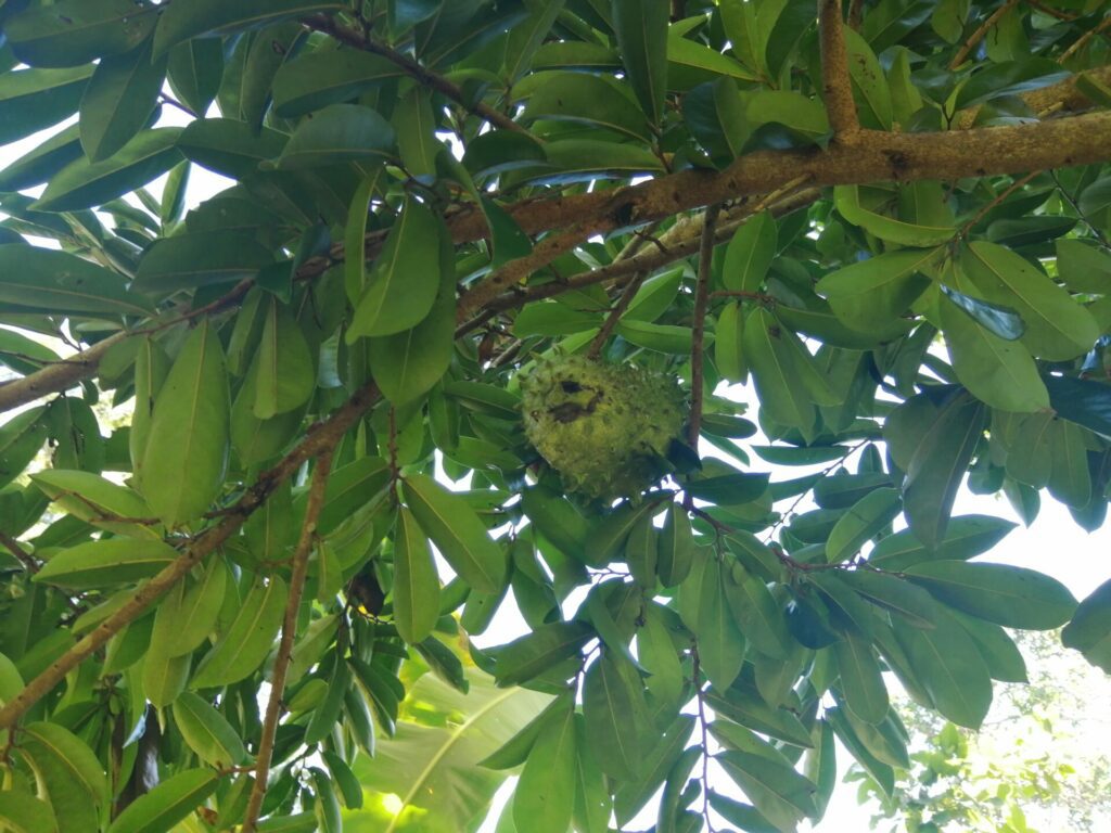 Corossol dans les forêts de Nosy Komba à Madagascar