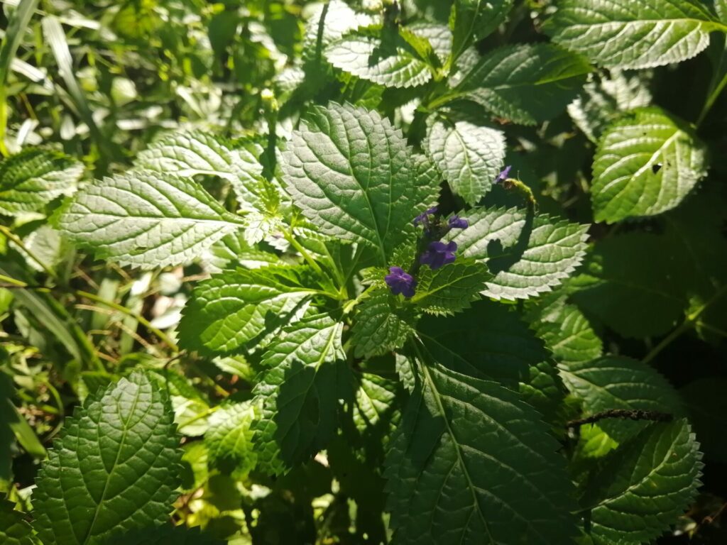 Herbe à papillon dans les forêts de Nosy Komba à Madagascar