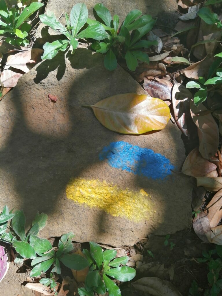 Feuille de jacquier dans les forêts de Nosy Komba à Madagascar