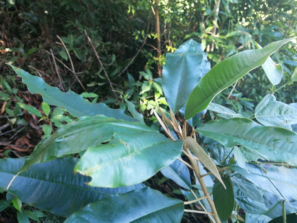 Lazalaza dans les forêts de Nosy Komba à Madagascar