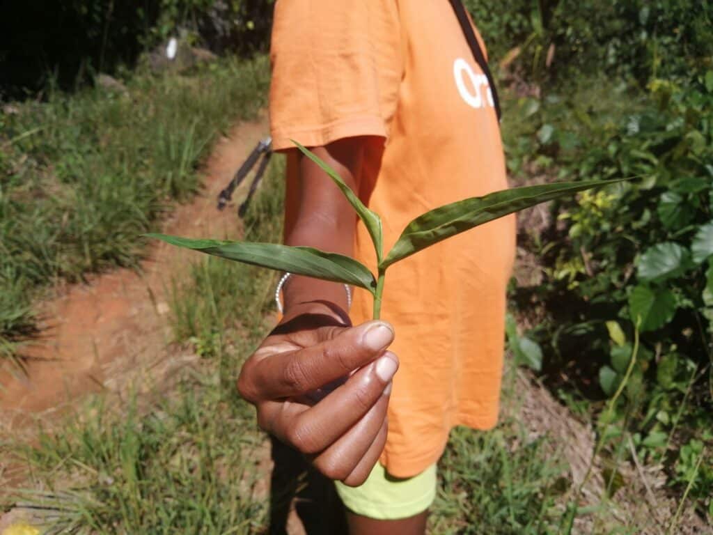 Liane d'escargot dans les forêts de Nosy Komba à Madagascar