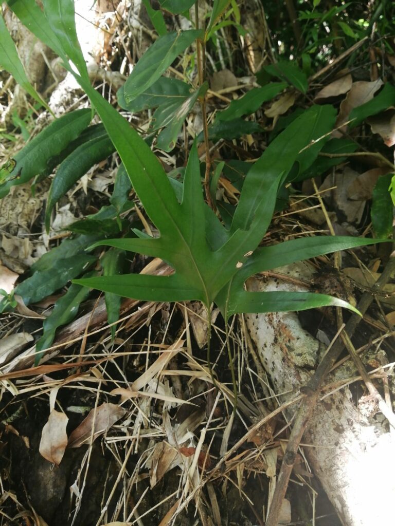 La fougère "patte de lézard" dans les forêts de Nosy Komba à Madagascar