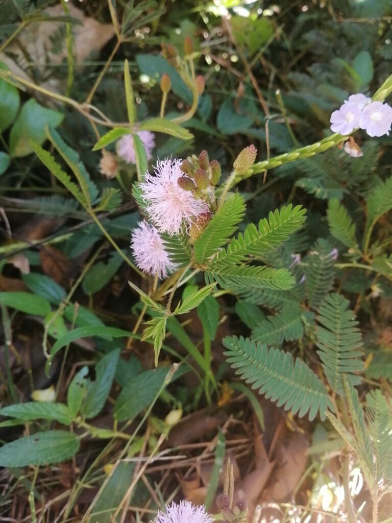 La sensitive dans les forêts de Nosy Komba à Madagascar