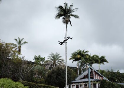 Conservatoire Botanique National Mascarin saint-leu utilisation drone Mamba cueillette et prélèvements