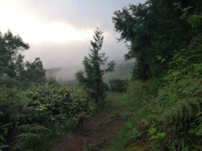 Forêt des Makes envahie par les plantes invasives.