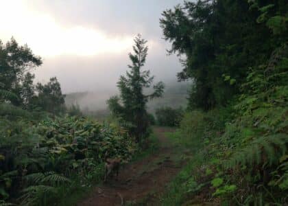 Forêt des Makes envahie par les plantes invasives.