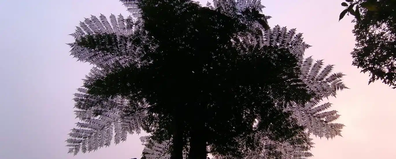 Forêt des Makes envahie par les plantes invasives.