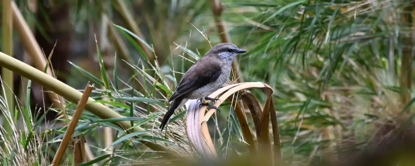 tuit tuit Roche écriteObservation tuit-tuit Roché écrite biodiversité Séor