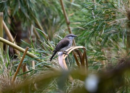 tuit tuit Roche écriteObservation tuit-tuit Roché écrite biodiversité Séor