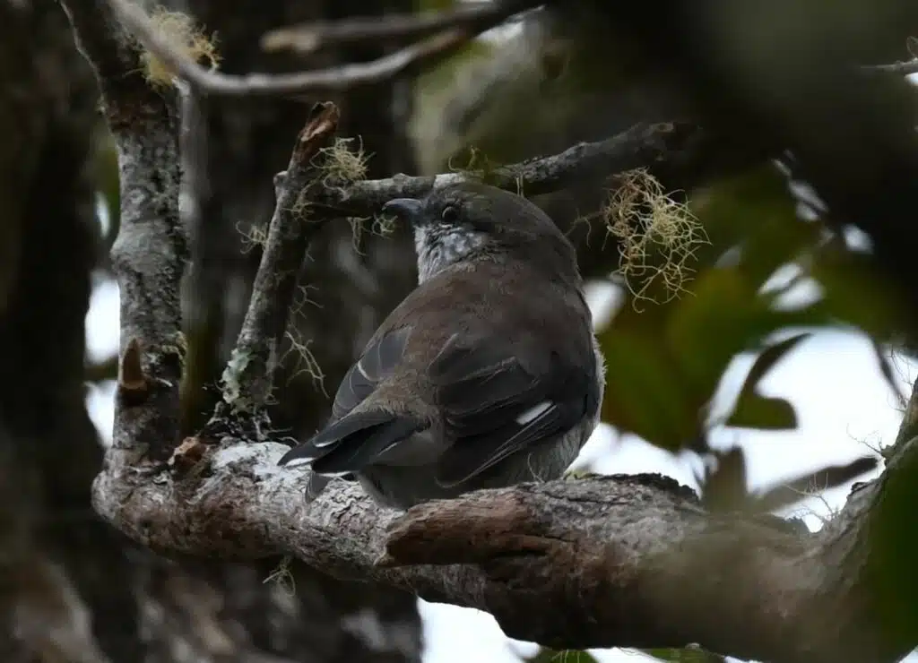 Observation tuit-tuit Roché écrite biodiversité Séor
