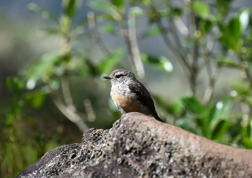 Observation tuit-tuit Roché écrite biodiversité Séor