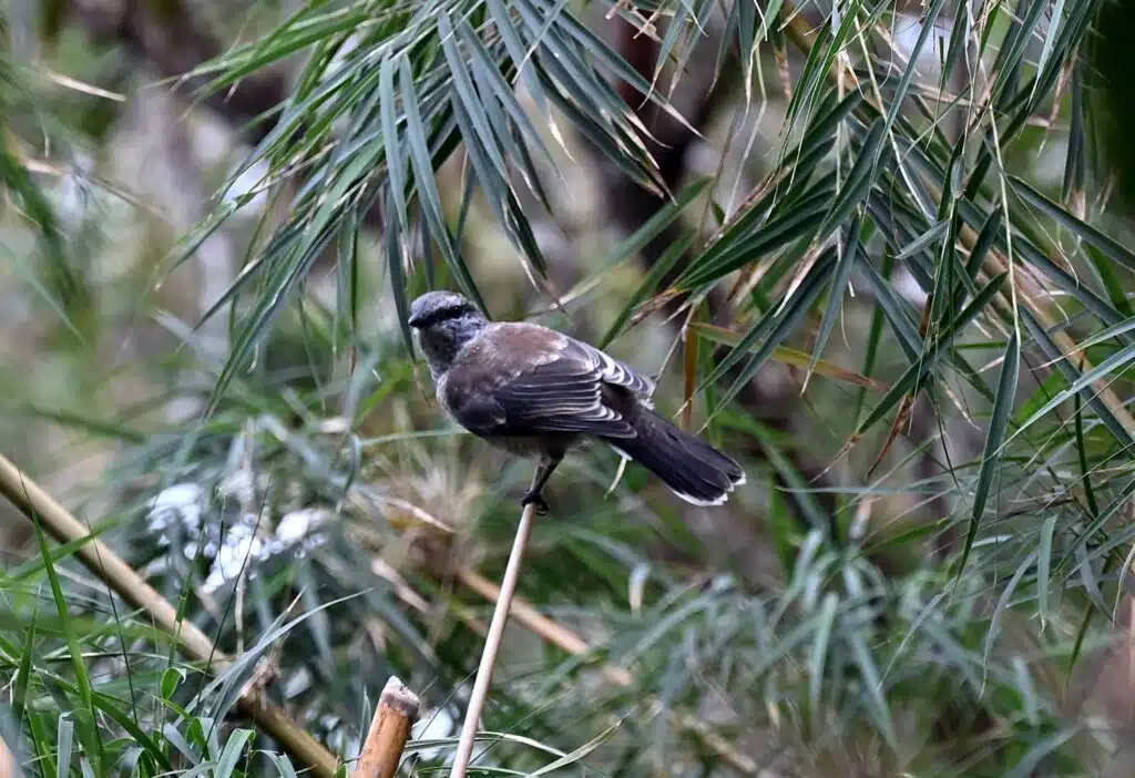 Observation tuit-tuit Roché écrite biodiversité Séor