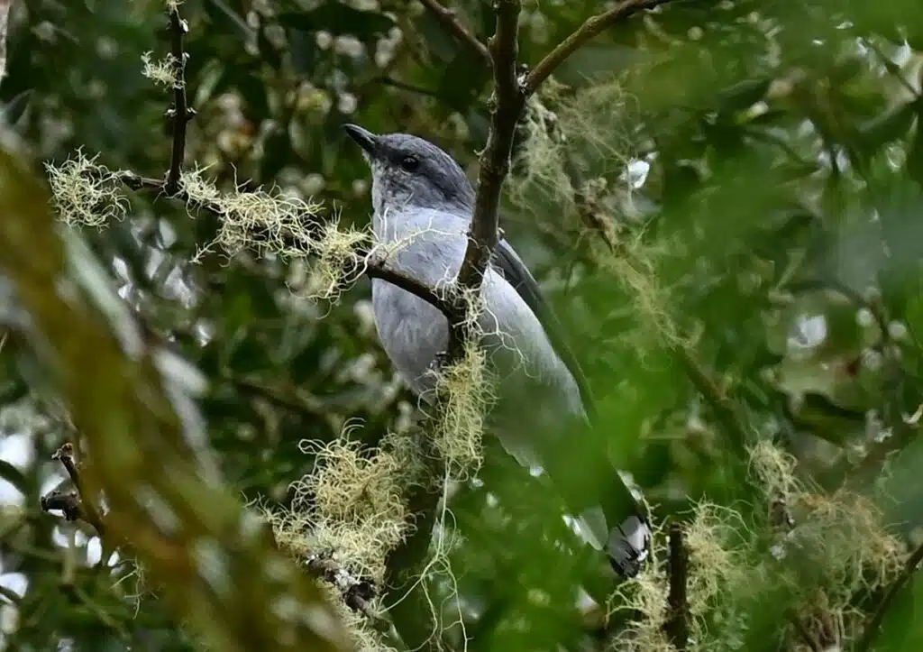 Observation tuit-tuit Roché écrite biodiversité Séor