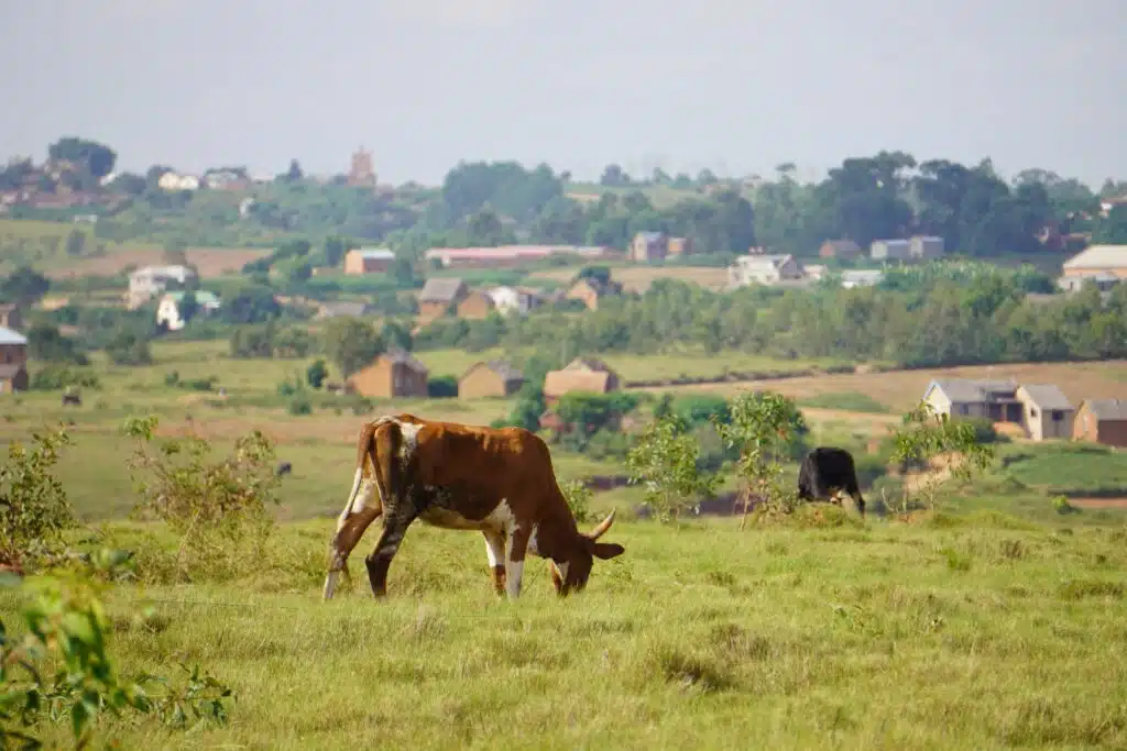 Madagascar biodiversité hauts plateau bovin zébu