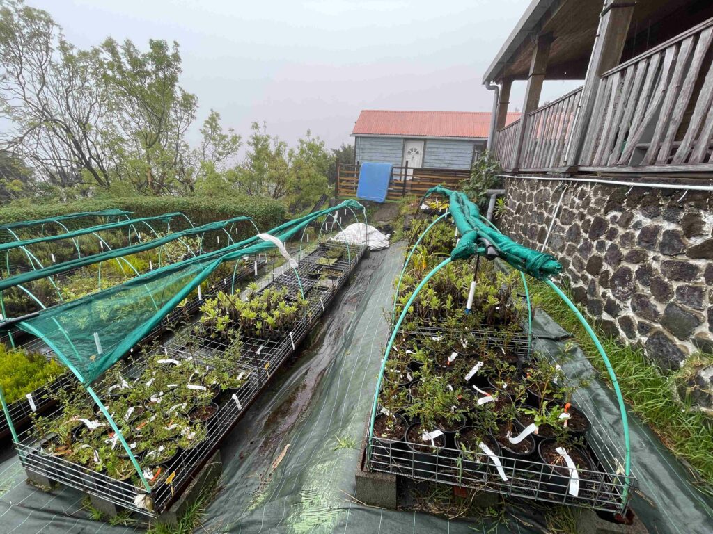 Chantier de l'éco-gîte du volcan pépinière